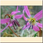 Erythronium_ dens-canis.JPG